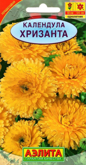 Хризанта Ц(А)