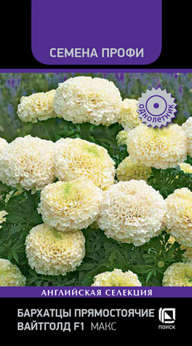 Вайтголд Макс прямост. Ц(Поиск)
