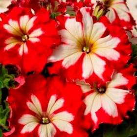 Кан Кан Арлекин (100шт) Черри Роуз