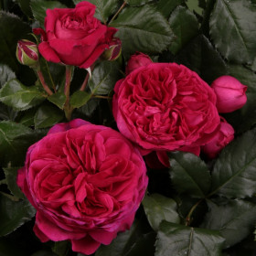 Мариетта  (ЗКС) ЖИЛЯК