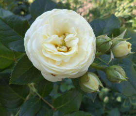 Артемис (ЗКС) ЖИЛЯК