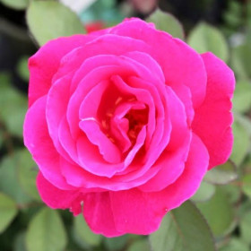 Виннипег Паркс (ЗКС) ЖИЛЯК