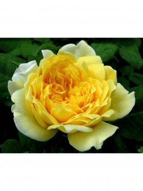 Жоэль Маруани (ЗКС) ЖИЛЯК