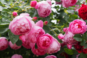 Роял Джубили (ЗКС) ЖИЛЯК