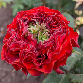 Ред ай (ЗКС) ЖИЛЯК