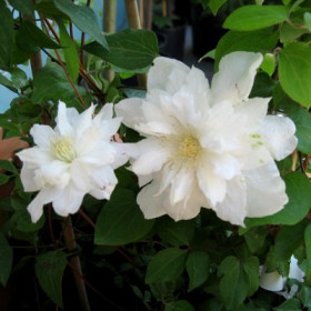 Сильвия Денни 2шт (каперсы)