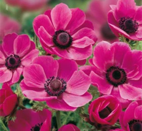 Сильфид 10шт.