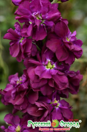 Синий Викинг Ц(Н)