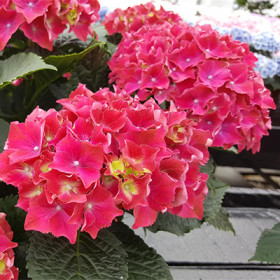 Роял Ред / Поиск