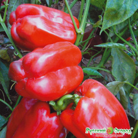 Бон Аппетит слад. Ц(Н)