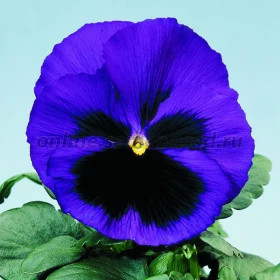 Виола Селло (100шт) Блю виз Блотч крупноцветковая