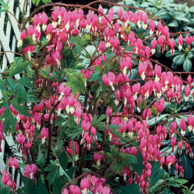 Спектабилис Розовый  1шт