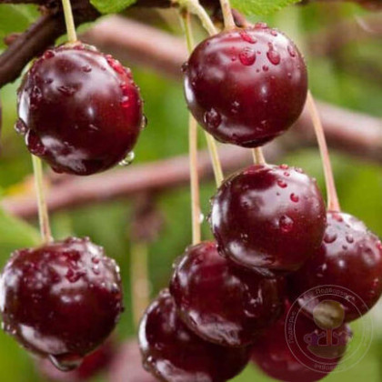 Морель Брянская 1шт Поиск