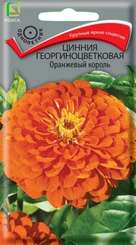 Оранжевый король георгиноцв.Ц(Поиск)