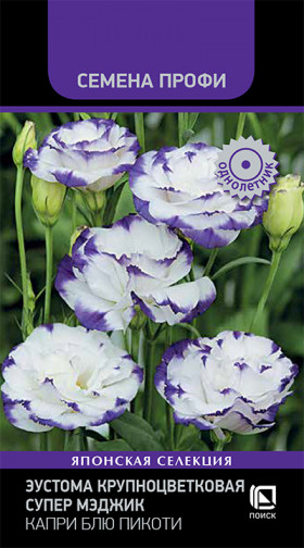 Супер Мэджик Капри Блю Пикоти Ц(Поиск)