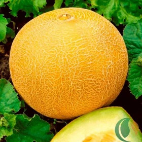 Айкидо 5шт / Элитные семена