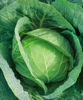 Блоктор 15шт /Элитные семена