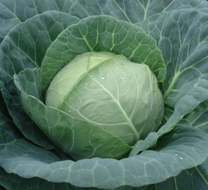 Крауткайзер 10шт /Элитные семена