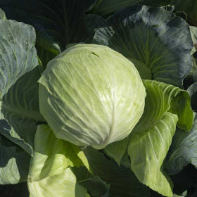 Саксесор 15шт /Элитные семена