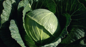 Тобия 10шт /Элитные семена