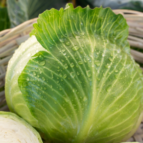 Эластор 20шт /Элитные семена