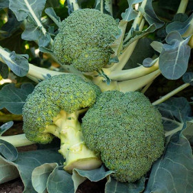 брокколи Батавия 10шт /Элитные семена