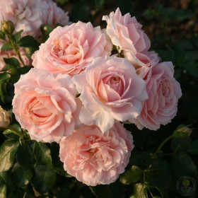 Кремоза (ЗКС) ЖИЛЯК