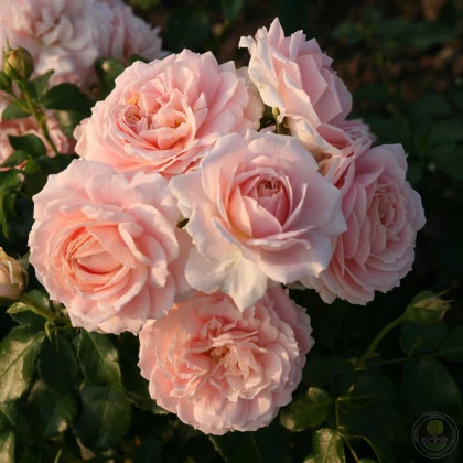 Кремоза (ЗКС) ЖИЛЯК