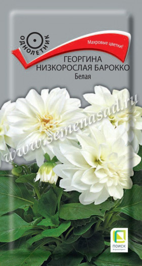 Барокко Белая низкорослая Ц(Поиск)