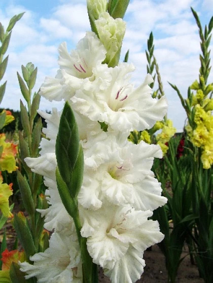 Св. Дмитрий Солунский гофр. 10/12 8шт