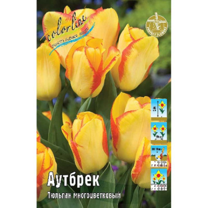 Аутбрек 12/+ (мнгцв.) 7шт