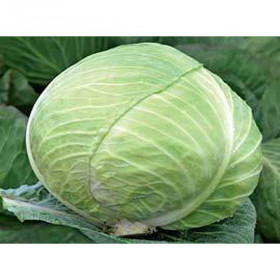 Девотор 15шт / Элитные семена