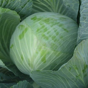 Новатор 10шт / Элитные семена