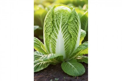 пекинская Базуко 15шт /Элитные семена