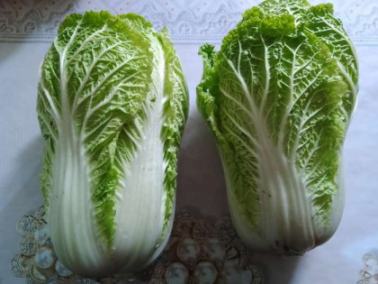 пекинская Маноко 10шт / Элитные семена