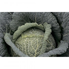 савойская Виратоба 15шт / Элитные семена