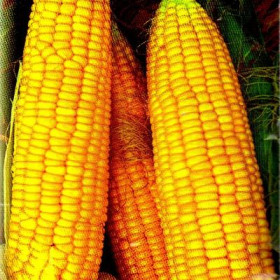 Челл/Челленджер 15шт Элитные семена