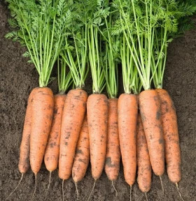 Белградо 100шт / Элитные семена