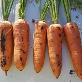 Ле Санте 0,5гр / Элитные семена