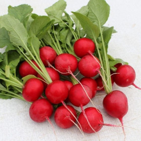 Мелито 100шт / Элитные семена