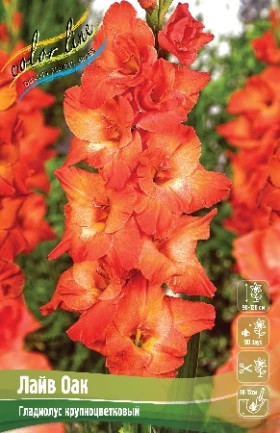 Лайв Оак 10/12 8шт