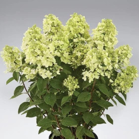 Панфлора Р9 квадр/без картинки/ в ящиках