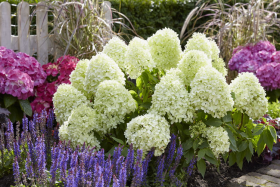 Литтл Спуки 1шт Поиск