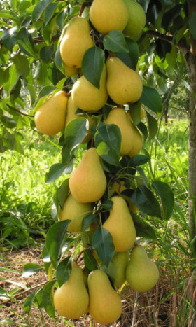 Чижовская 2-х лет 1шт/сетка Поиск