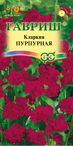 Пурпурная Ц(Г) кларкия