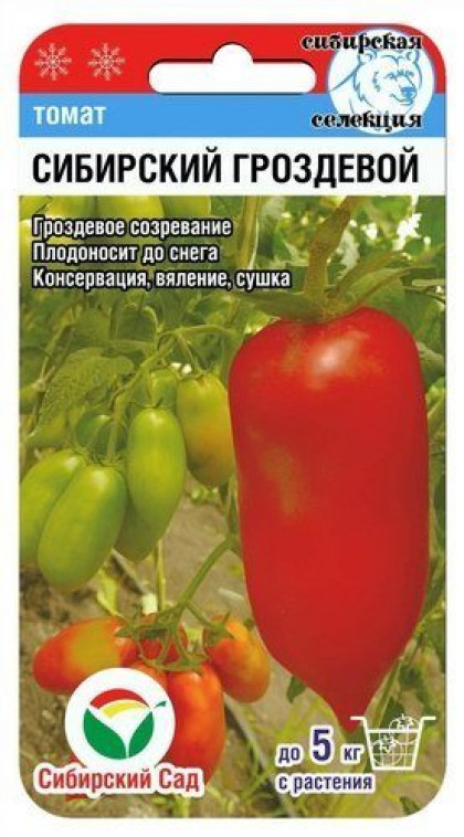Сибирский гроздевой 20шт СС