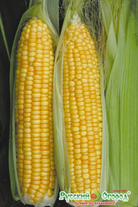 Сливочный нектар Ц(Н)