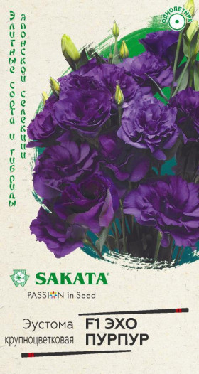 Эхо пурпур 4шт. Ц(Г)