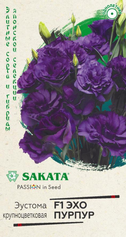 Эхо пурпур 4шт. Ц(Г)
