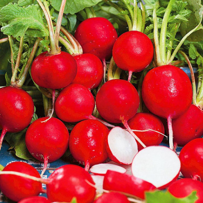 Диего 100шт/ Элитные семена